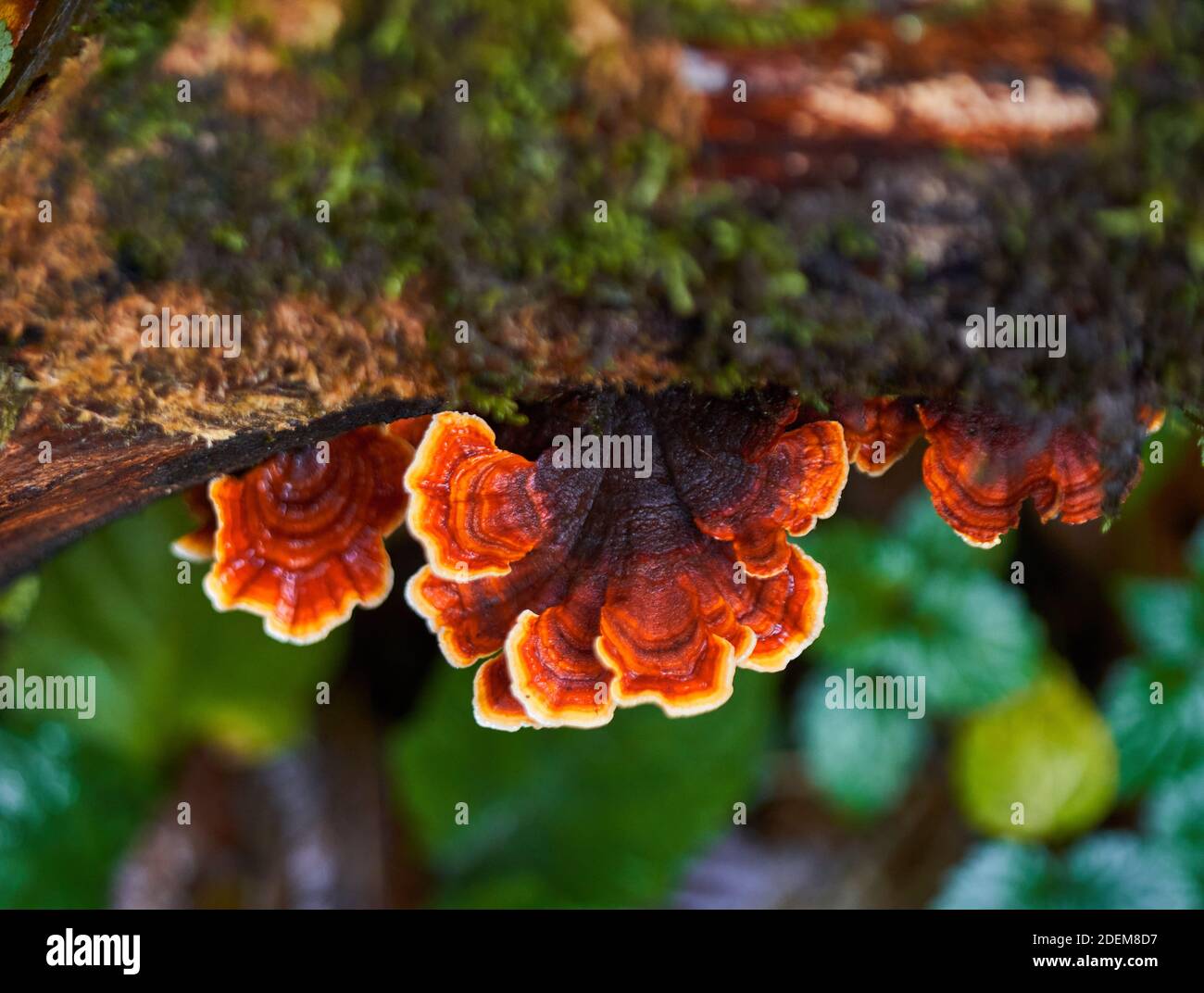 Colonie de champignons parasites qui poussent sur une souche d'arbre — free download