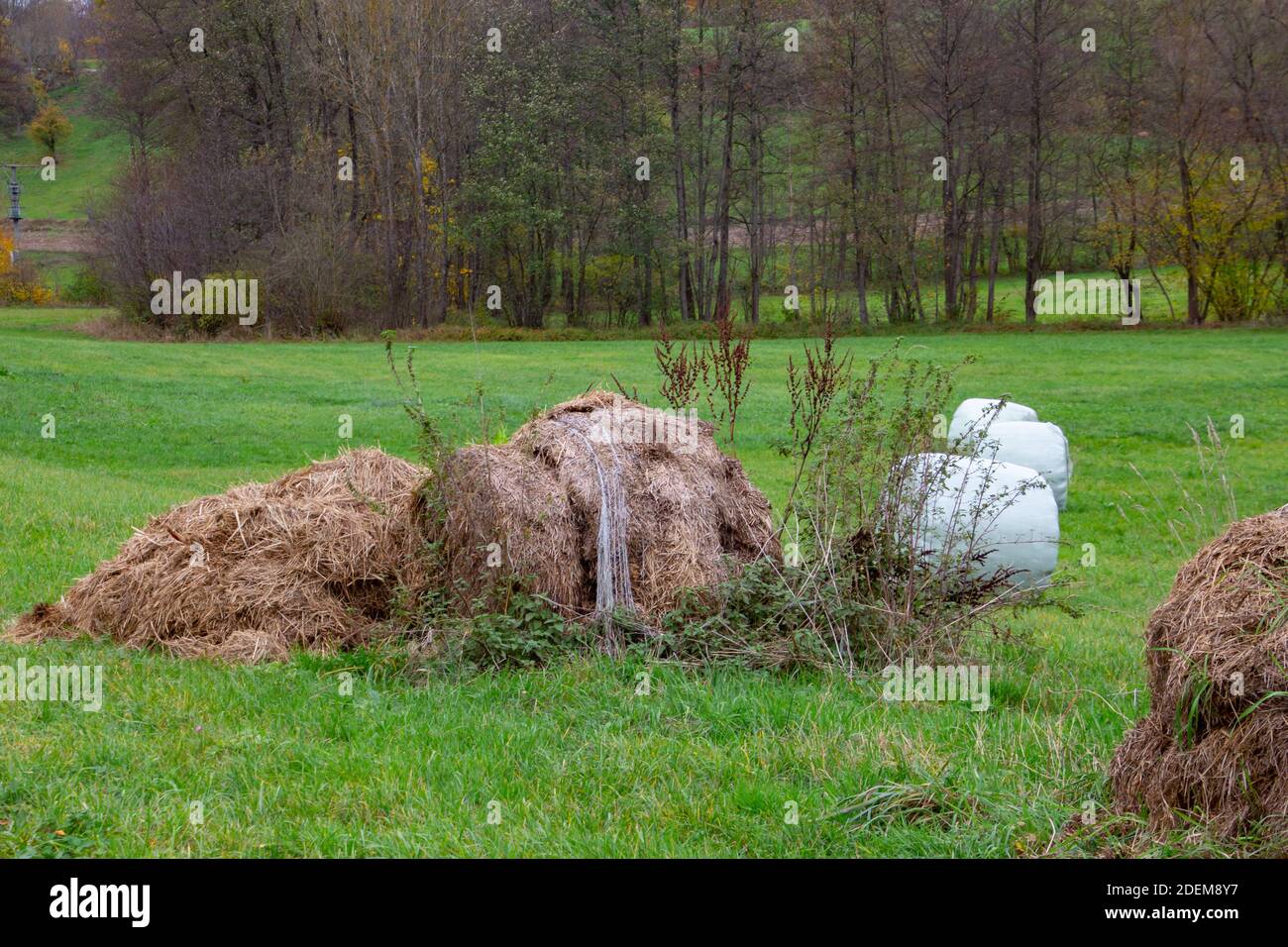 Vieilles balles de foin pourri au premier plan et nouveau foin frais enroulé en plastique en arrière-plan, concept de gaspillage des ressources naturelles Banque D'Images