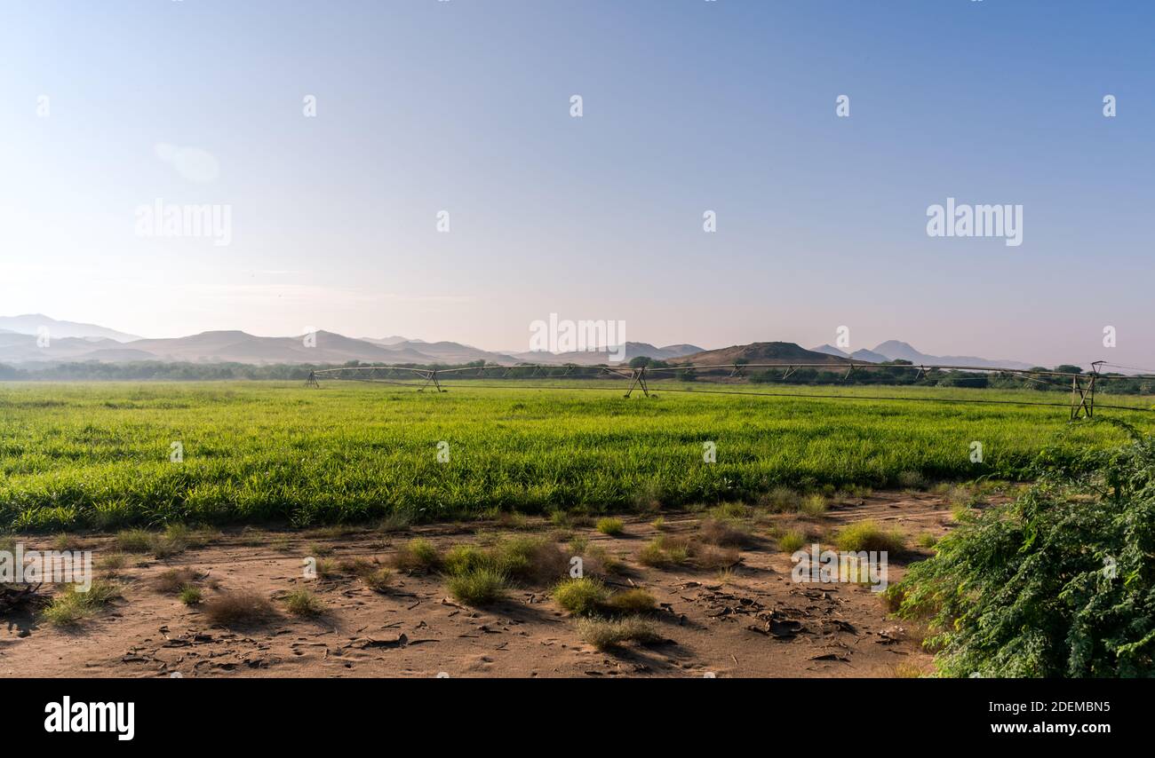 Terres agricoles dans le désert de l'Arabie Saoudite Banque D'Images
