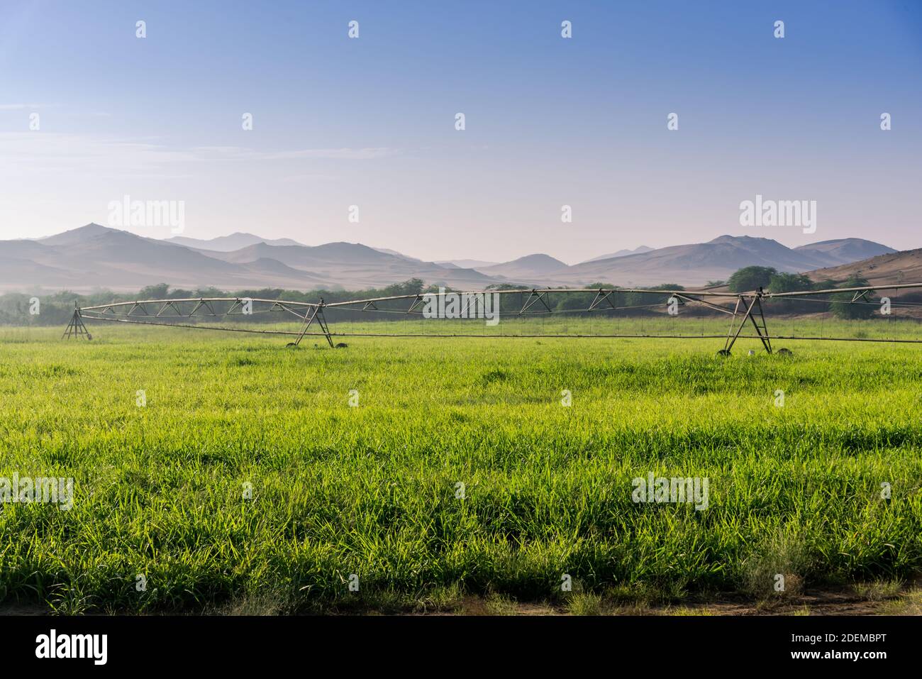 Terres agricoles dans le désert de l'Arabie Saoudite Banque D'Images