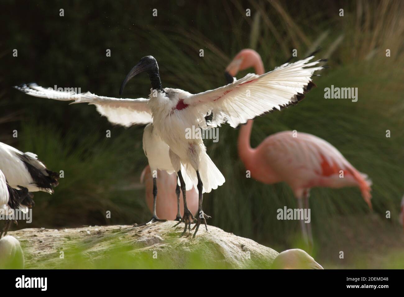 Les ibises sont un groupe d'oiseaux à longues pattes de la famille des Threskiornithidae, Banque D'Images