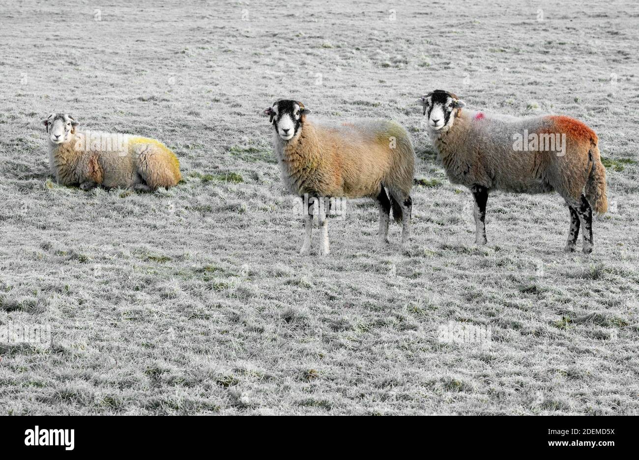 Marshaw, Lancaster, Lancashire, Royaume-Uni. 1er décembre 2020. Moutons dans le gel du matin à Marshaw, Lancaster, Lancashire. Crédit : John Eveson/Alamy Live News Banque D'Images