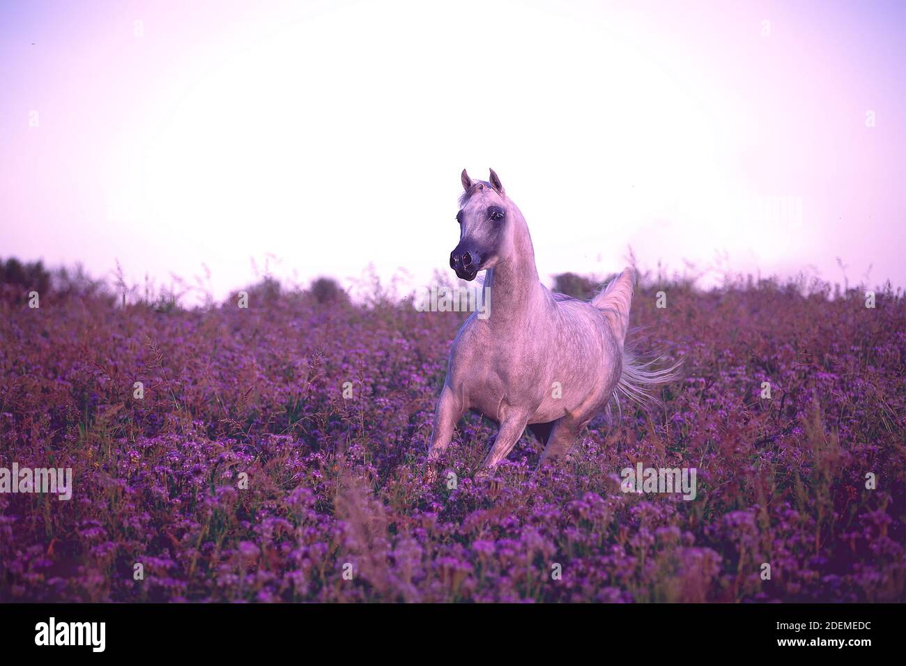 Un cheval arabe qui s'est étendu sur le terrain au coucher du soleil Banque D'Images