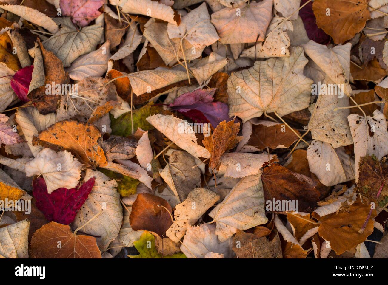 Vue rapprochée d'un groupe de feuilles de Galle qui reposent sur le sol. Banque D'Images