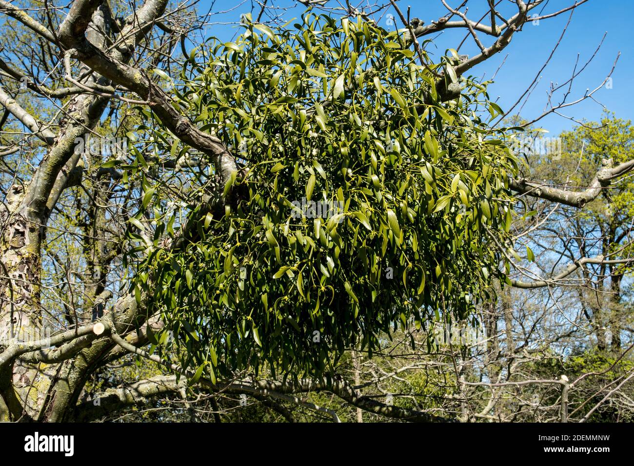 Viscum album ou Mistletoe dans un arbre fruitier Banque D'Images