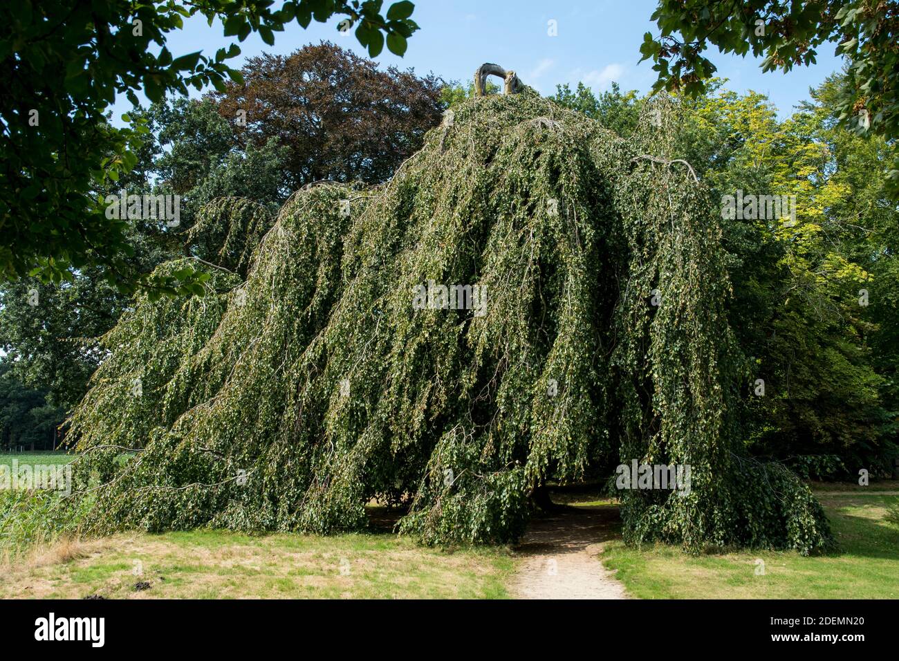 Fagus sylvatica 'pendula' Banque D'Images