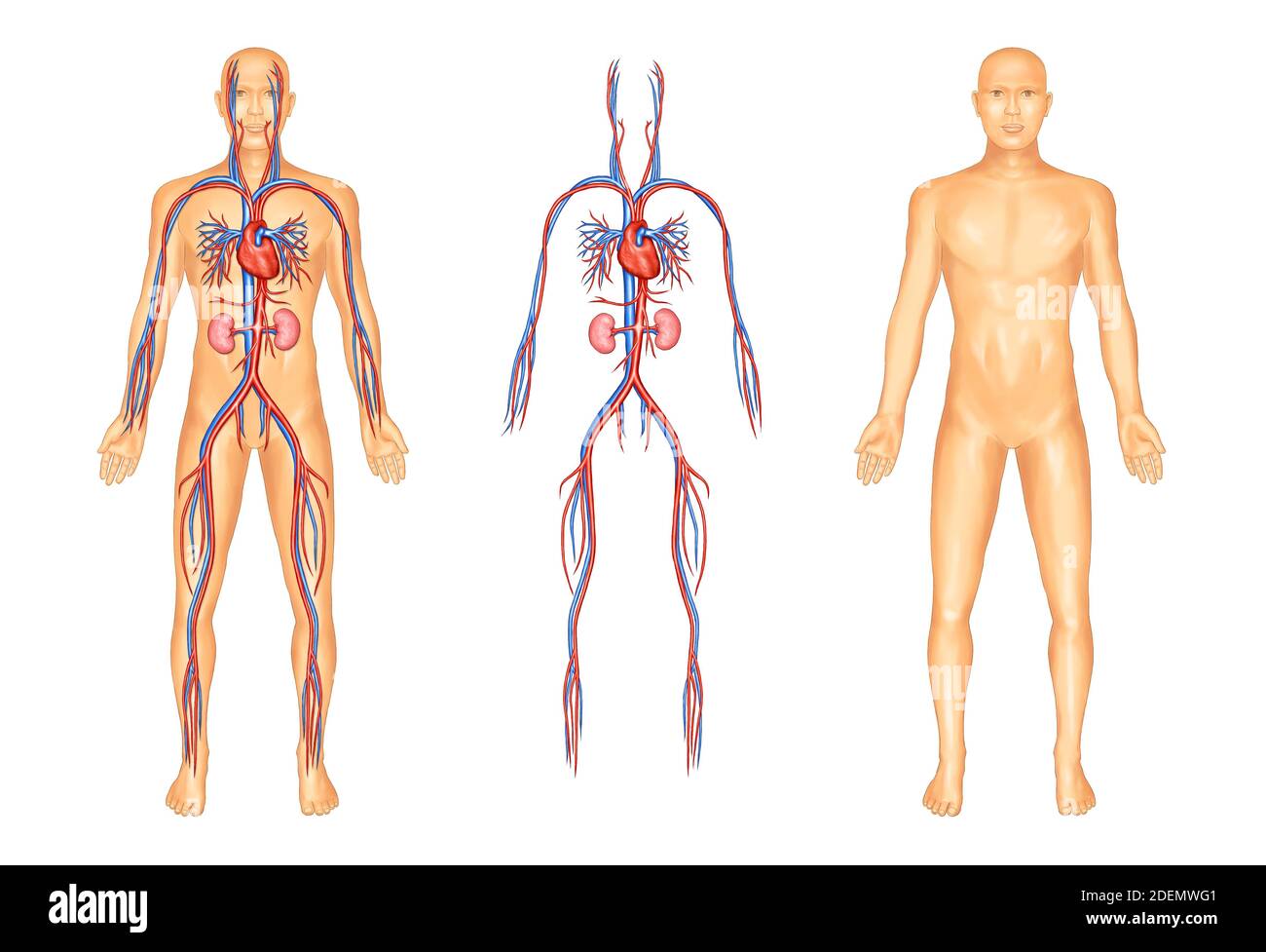 illustration anatomique du système vasculaire humain Banque D'Images