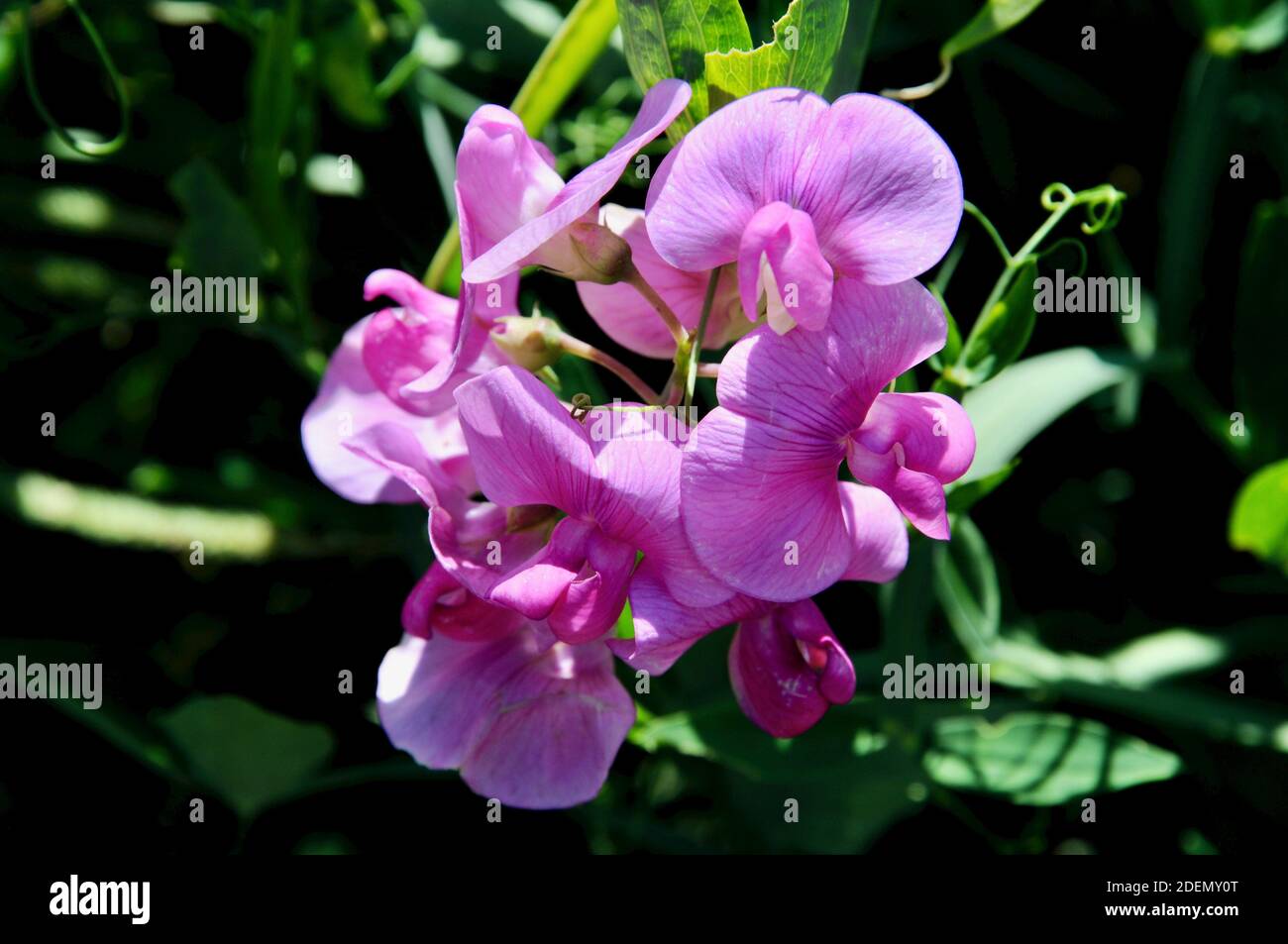Lathyrus latifolius, un pois doux vivace ou un pois éternel est un vivace herbacé à l'ancienne. Banque D'Images