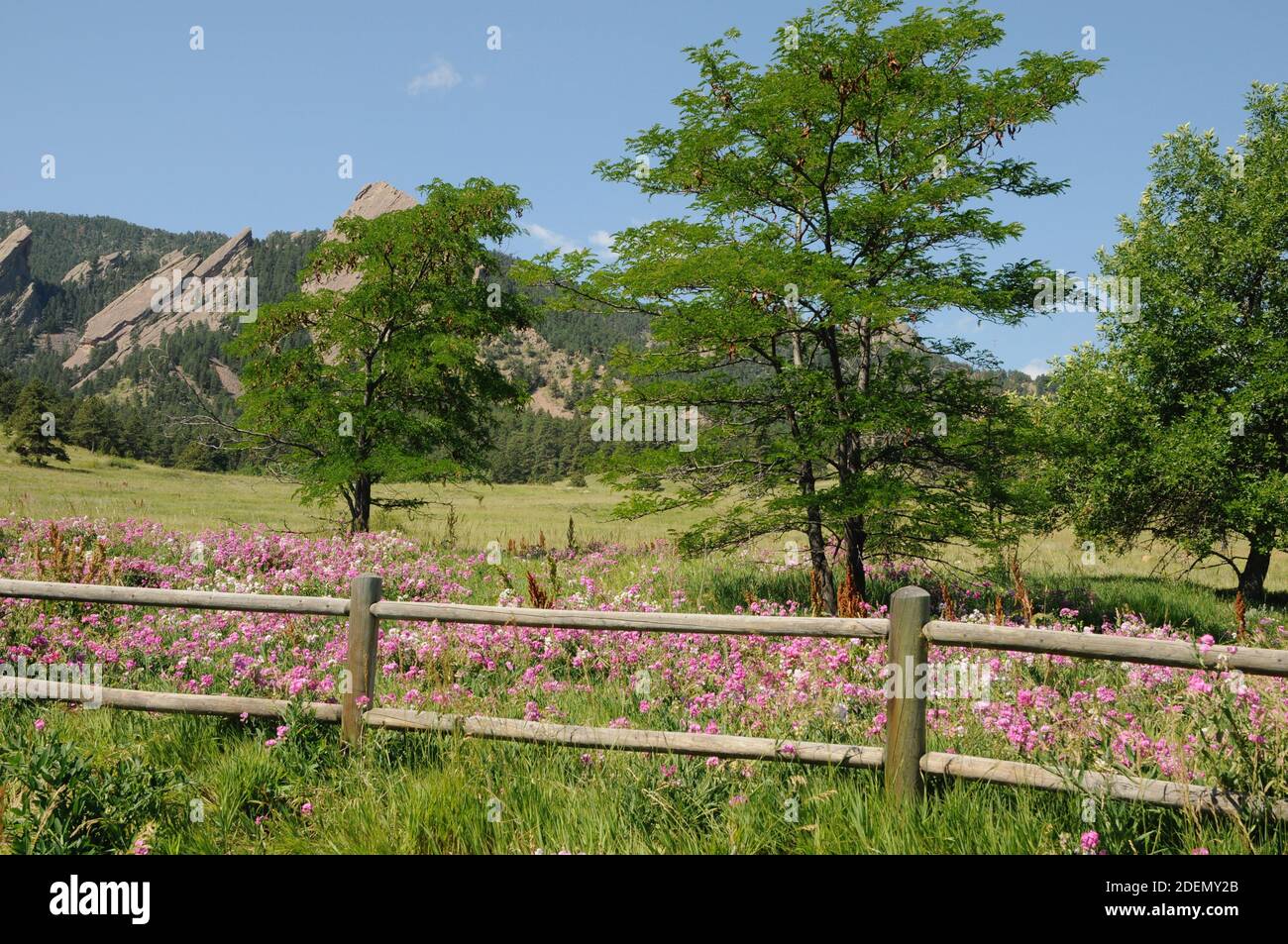 L'été à Boulder Colorado Wildflowers le long d'une clôture avec une toile de fond des contreforts. Banque D'Images