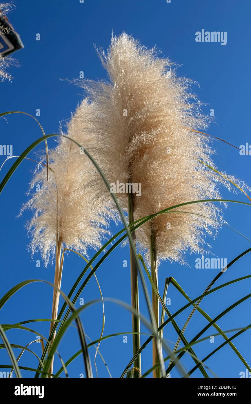 L'herbe de Pampa dans le soleil contre le ciel bleu vif Photo Stock - Alamy