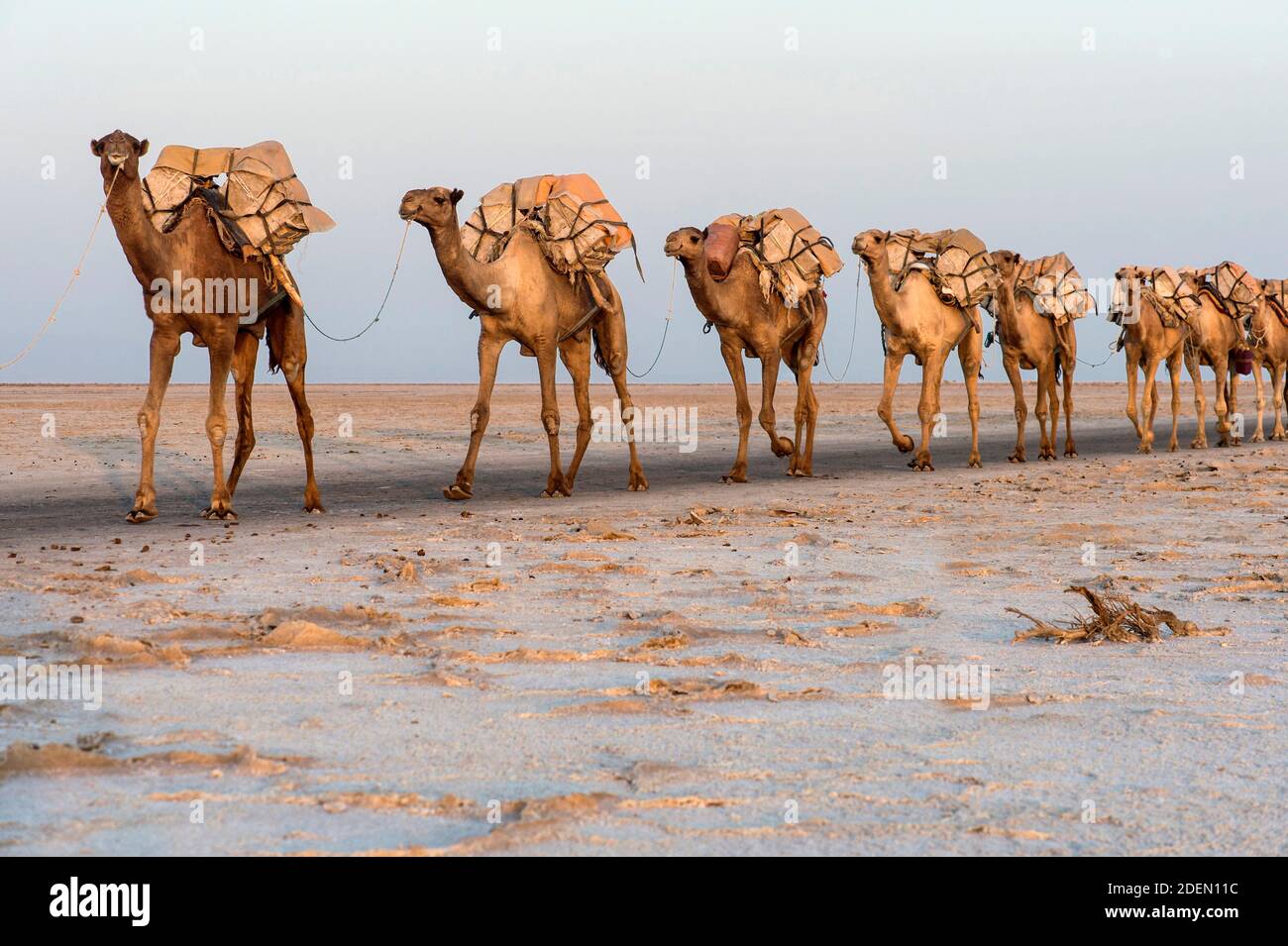 Dromedar-Karawane transportiert Steinsalzplatten (halite) über den Assale Salzsee (Lac Assale), Danakil Dépression, région d'Afar, Äthiopien / Dromedar Banque D'Images