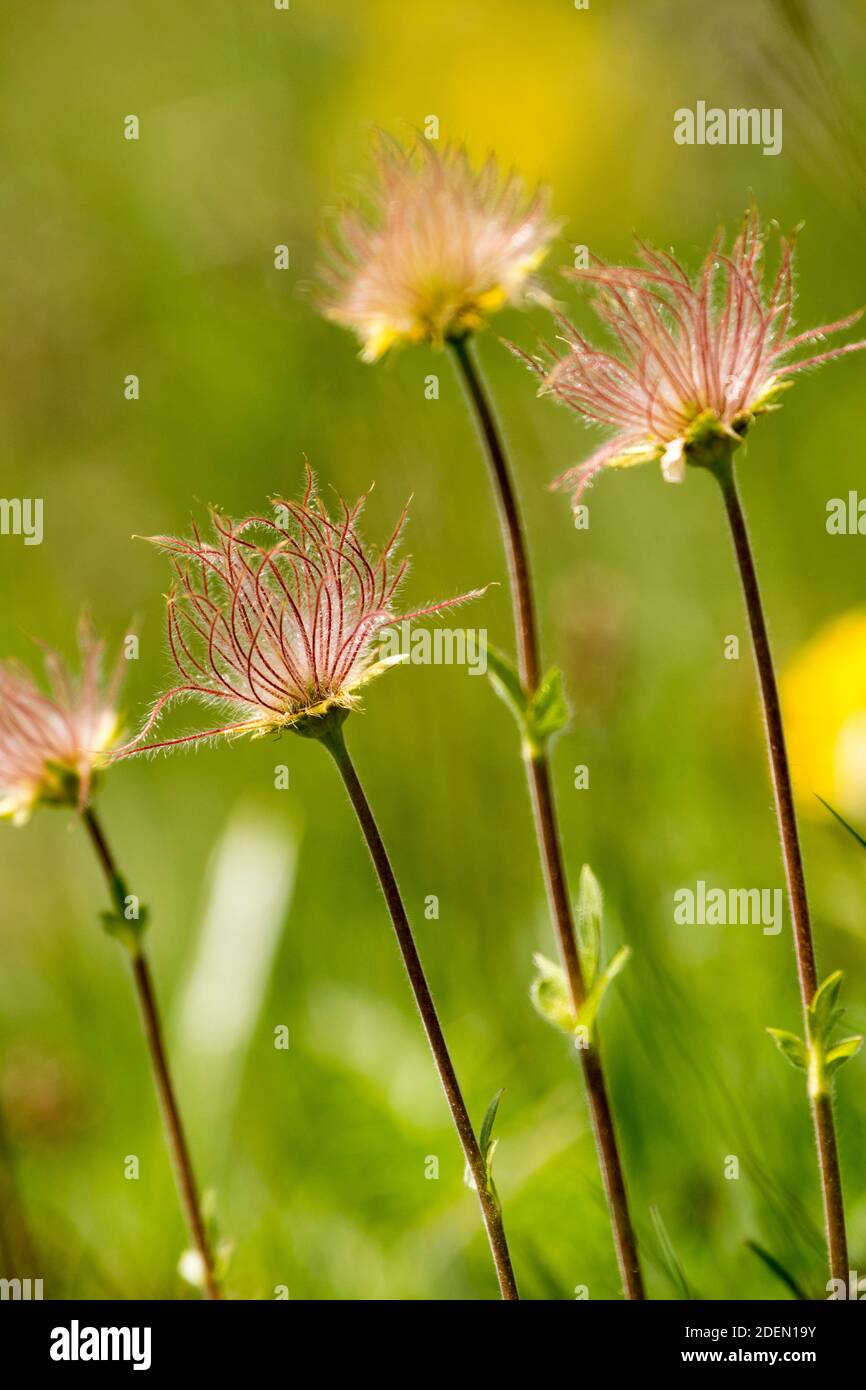 Seedheads de Geum montanum Banque D'Images