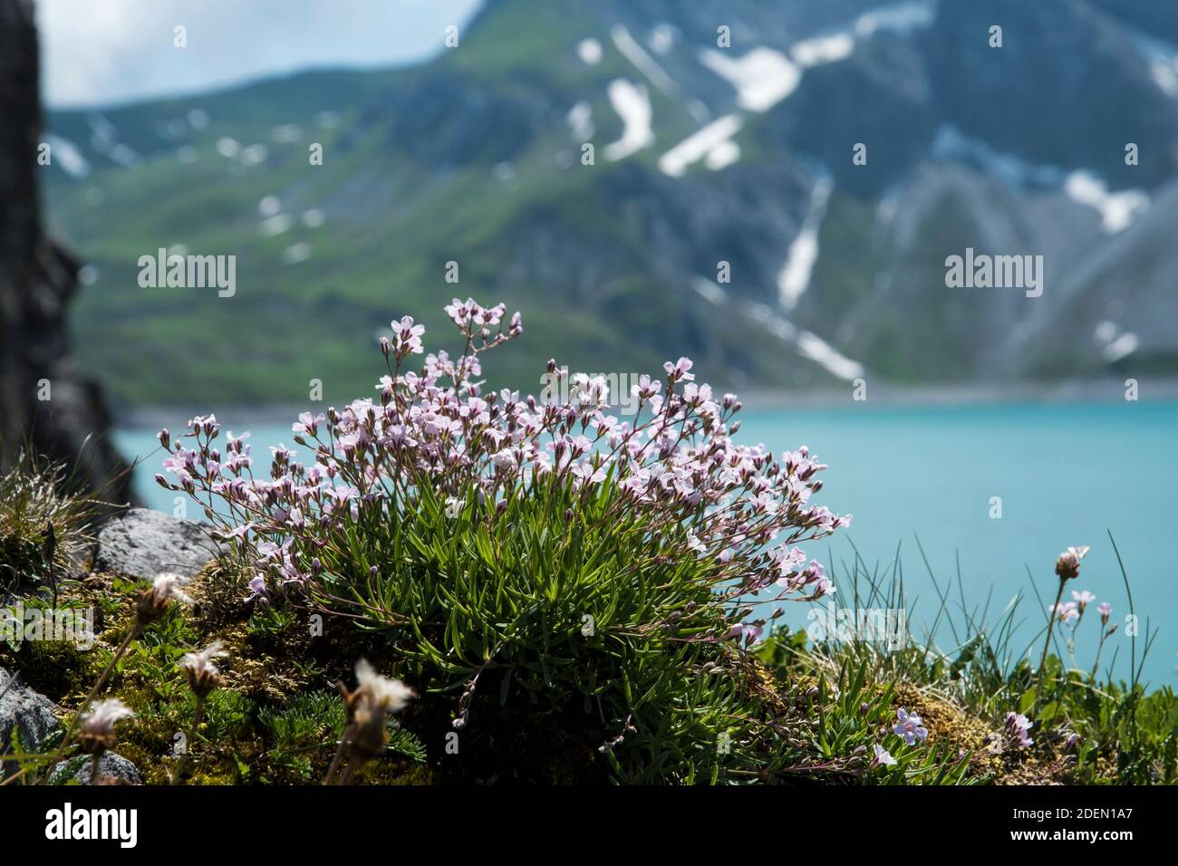 Gypsophila repens ou souffle de bébé rampant Banque D'Images