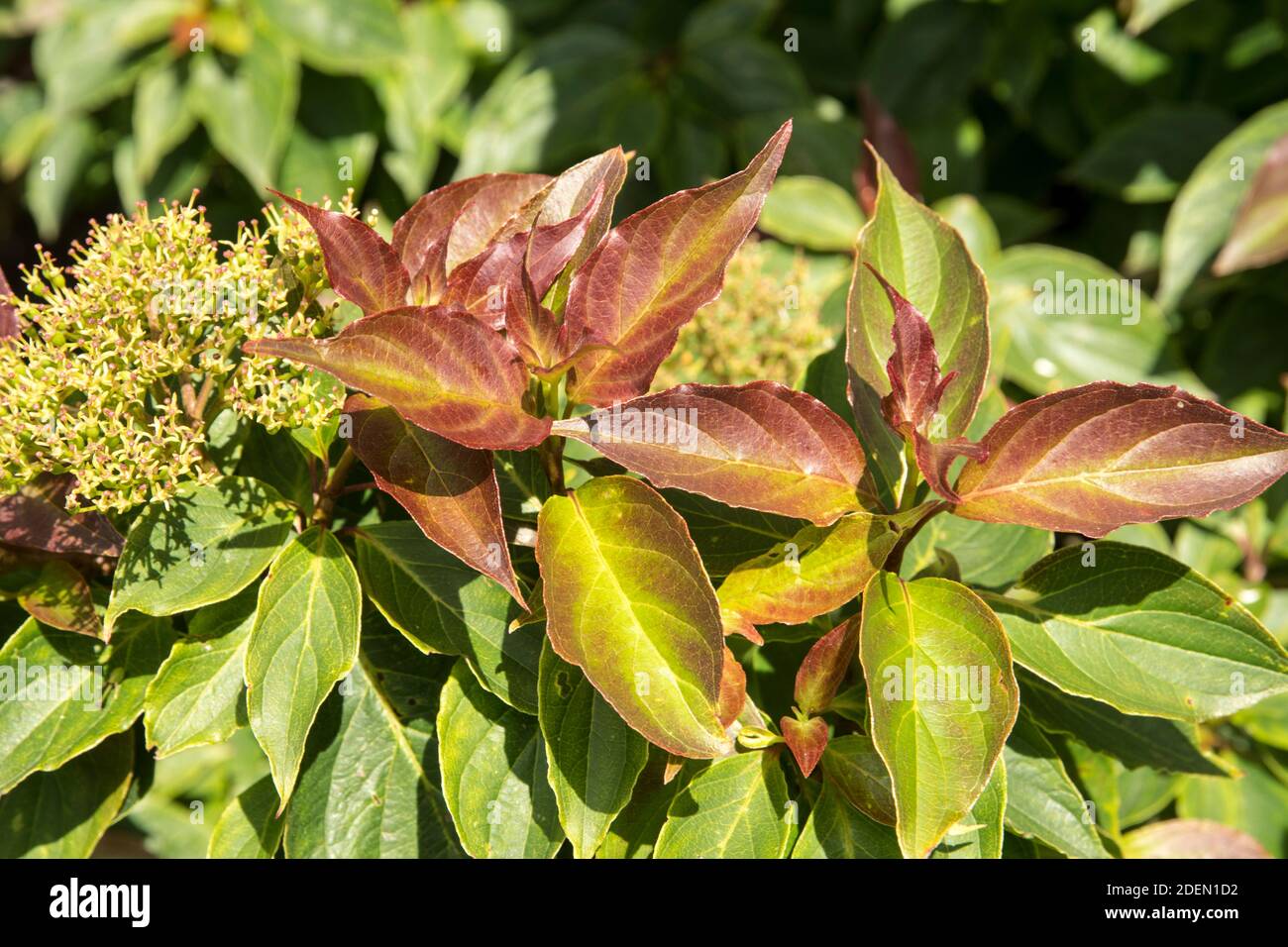 Feuilles et fleurs de Cornus pumila Banque D'Images