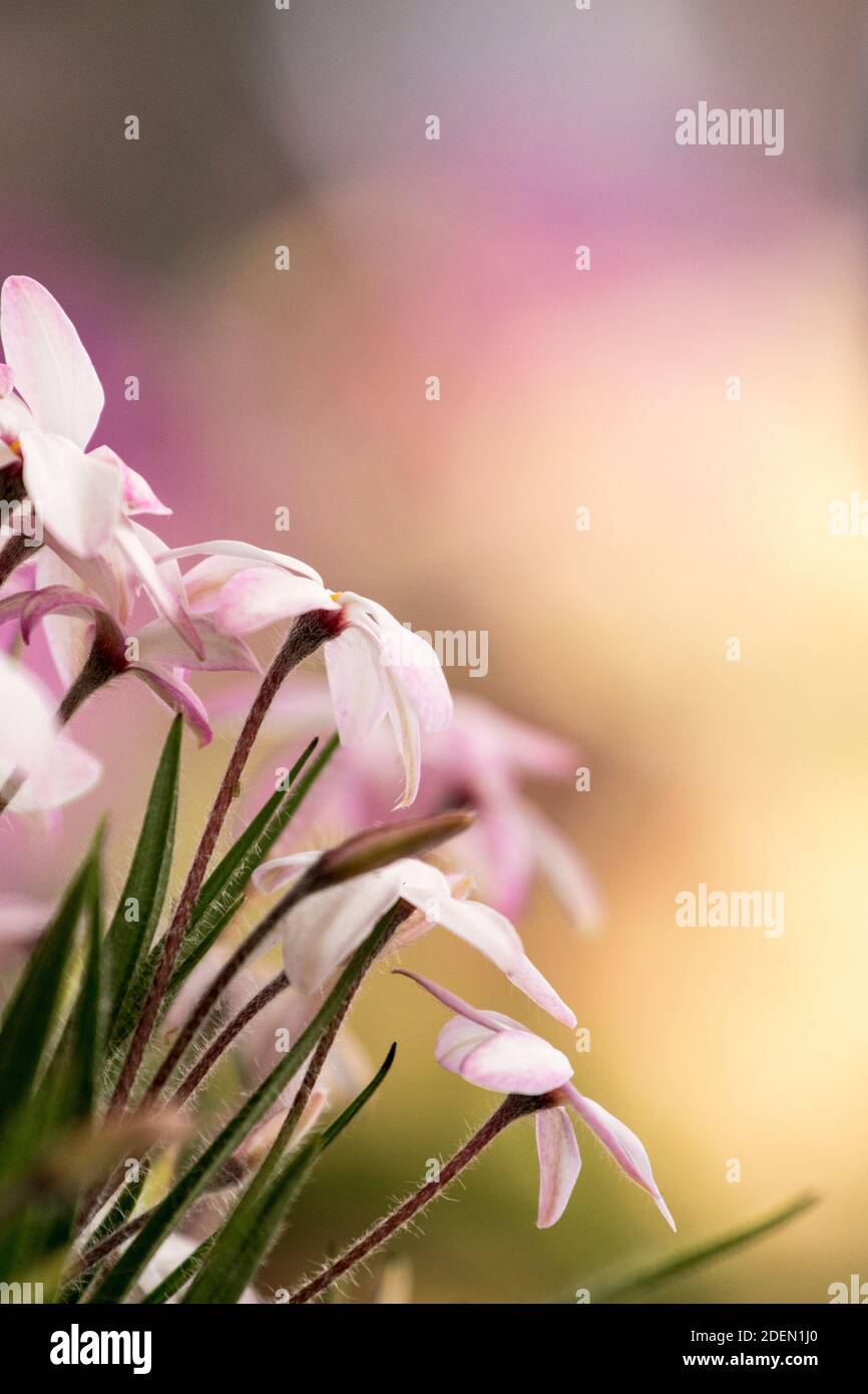 Fleurs de Rhodohypoxis Banque D'Images