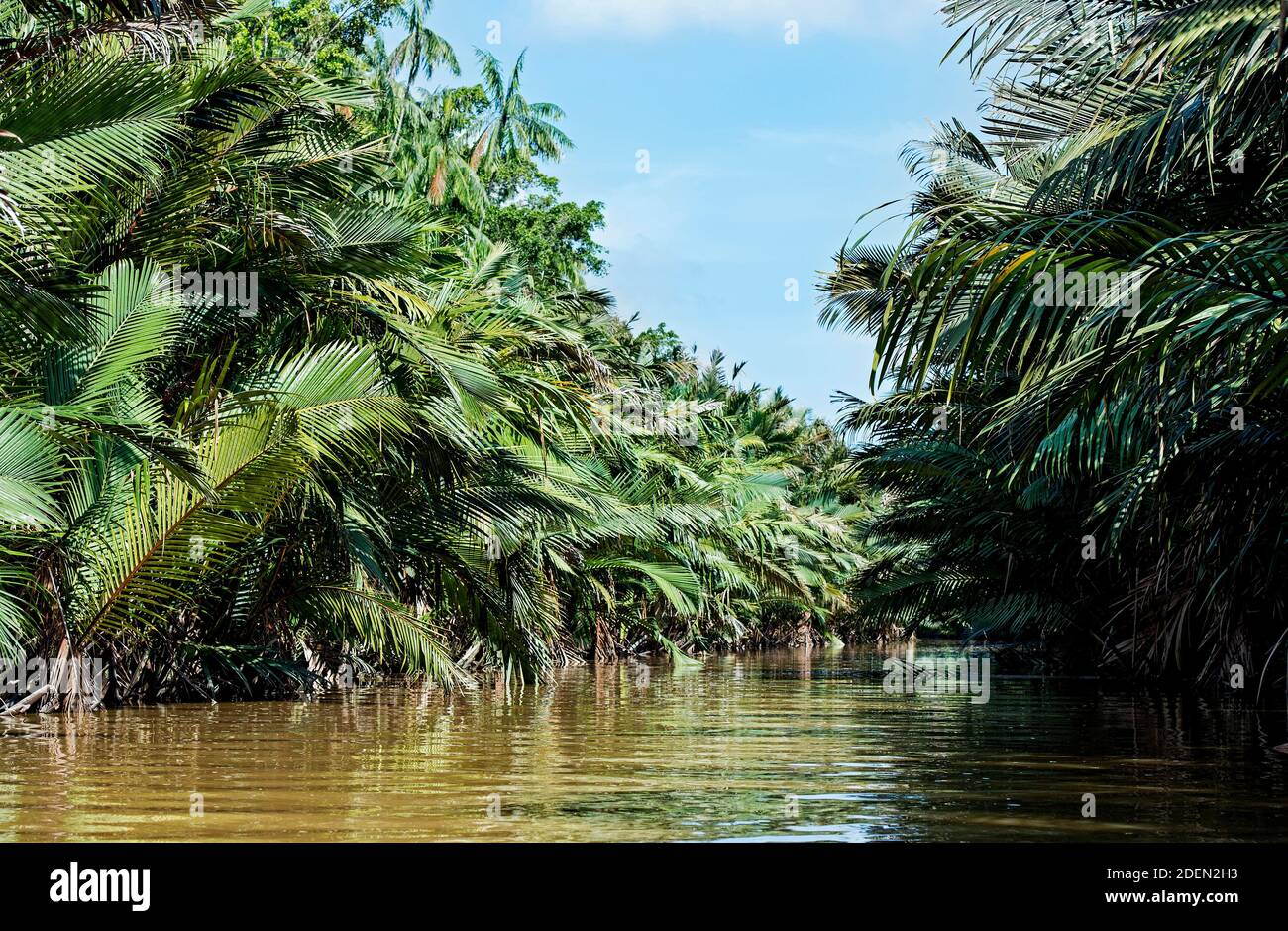 Nipapalmenwald am Flussufer, Kinabatangan Flussebene, Sabah, Bornéo, Malaisie / forêt de palmiers de la nipa riveraine (nypa), plaine inondable de la rivière Kinabatangan, Saba Banque D'Images