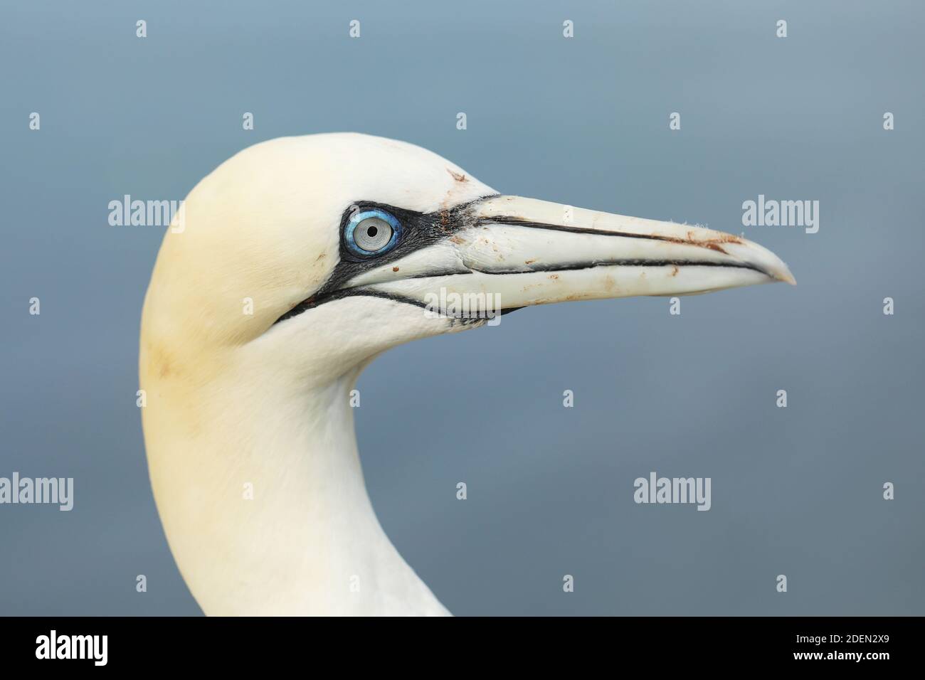 Gantet du Nord, portrait détaillé de la tête d'oiseau de mer, bleu foncé sur fond, faune (Sula bassana) Banque D'Images