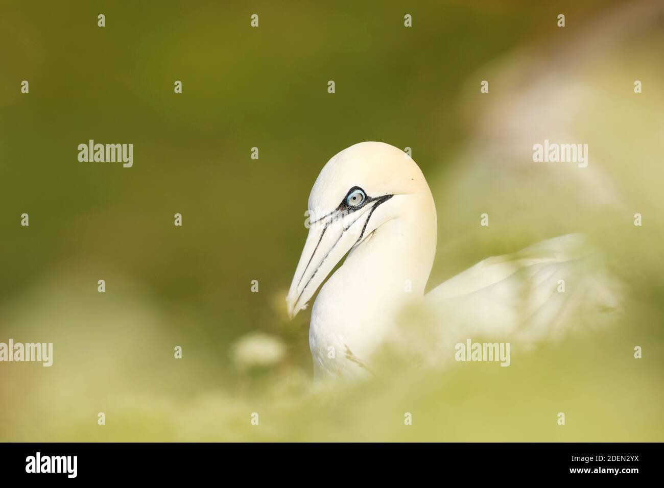 Portrait de la gantet du nord assis sur le nid avec belle plante verte bakground, Helgoland, Allemagne. Faune. Sula bassana Banque D'Images