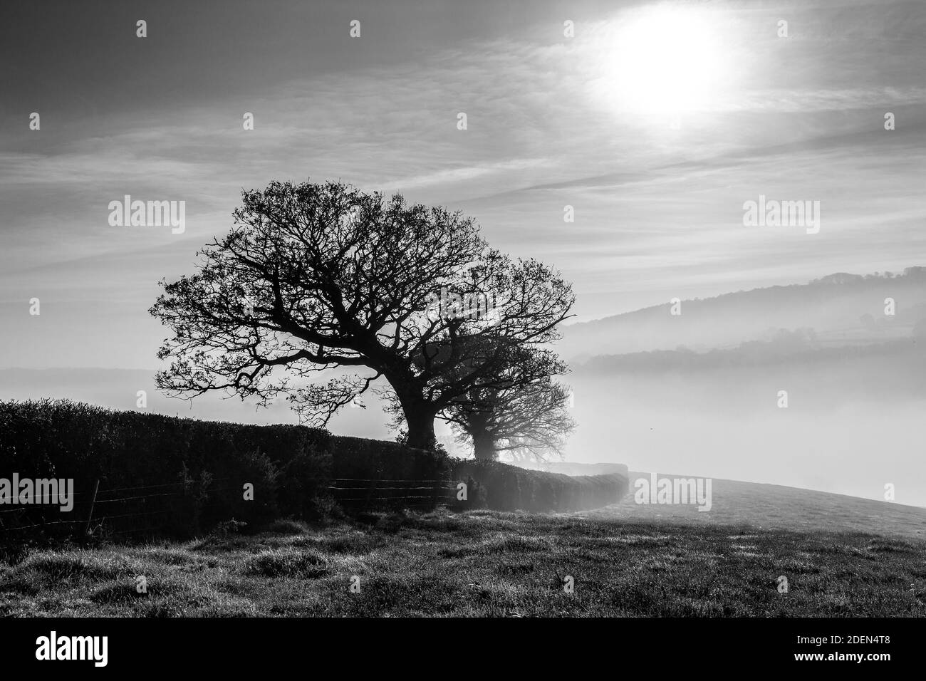 Un chêne est un arbre ou un arbuste du genre Quercus,Dartmoor Hill, Farm, Devon, isolé, agricole sur Dartmoor Banque D'Images