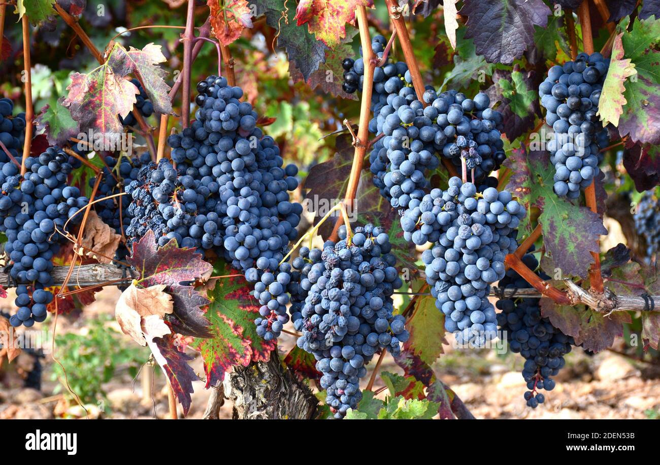 Grappes de raisin mûres dans le vignoble sur le point d'être récoltées. Récolte à la Rioja. Banque D'Images