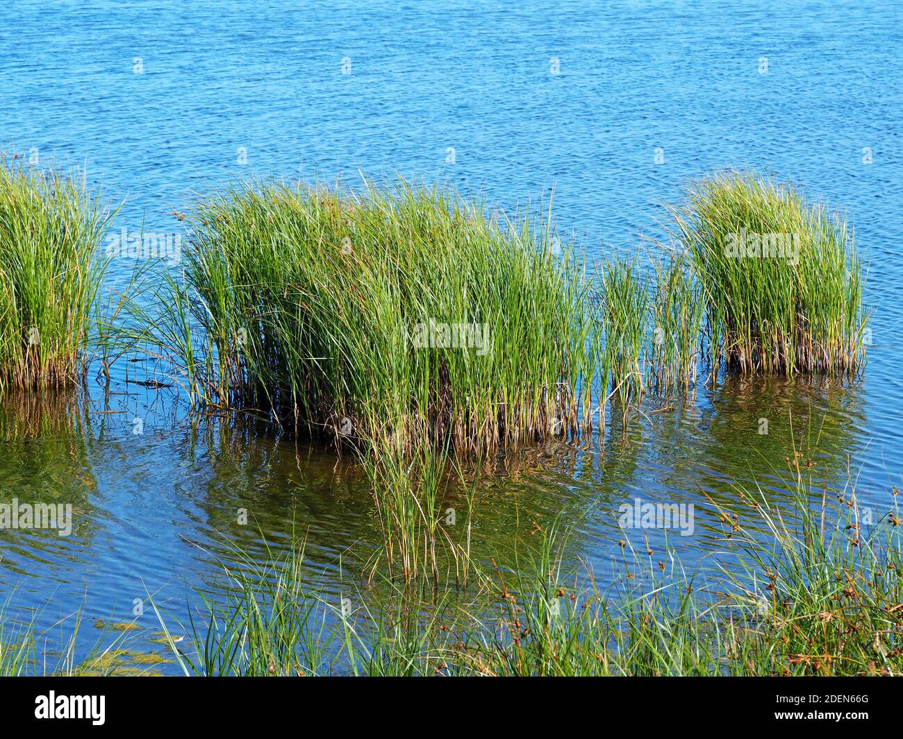 Touffes d'herbe poussant dans l'eau bleue d'un étang Banque D'Images