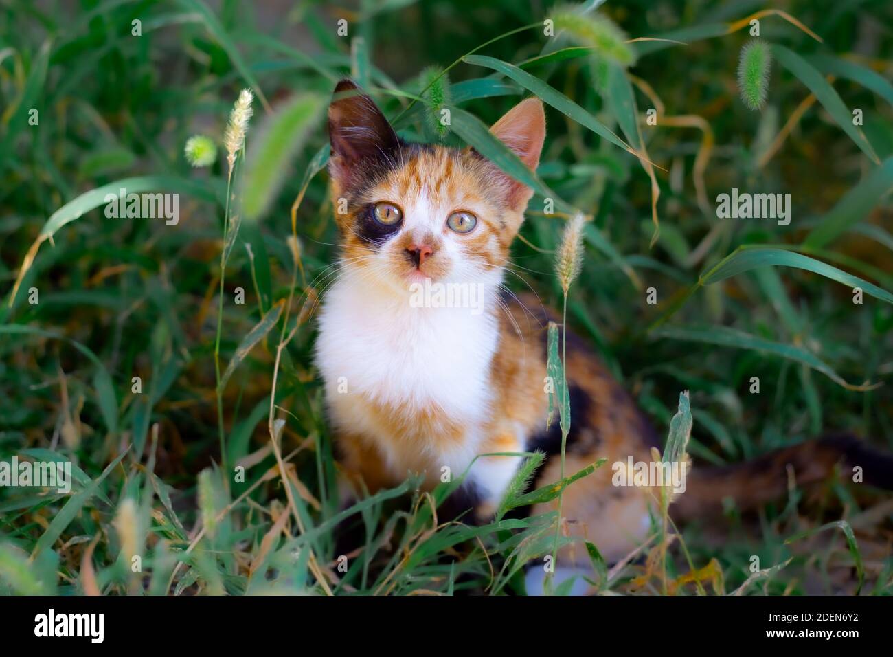 Joli chaton de couleur rouge et blanc à pois. Animal domestique à l'extérieur dans l'herbe. Petit chat Banque D'Images