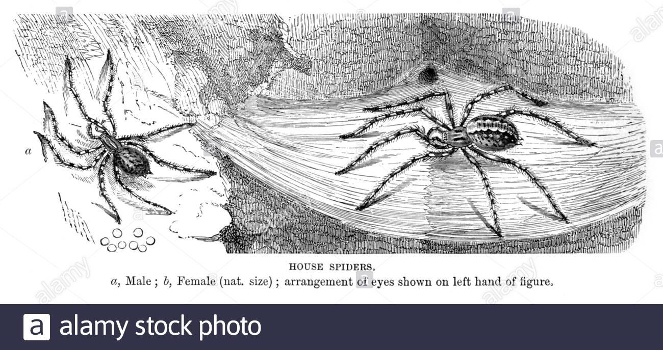 House Spider, illustration vintage de 1896 Banque D'Images