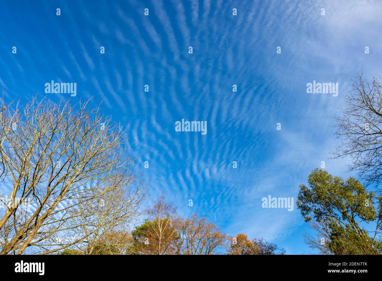 Un ciel bleu de maquereau avec des nuages de Cirrocumulus, blancs typiques, ondulés et ondulés, révélateurs de conditions météorologiques changeantes, au-dessus de Surrey, sud-est en Banque D'Images