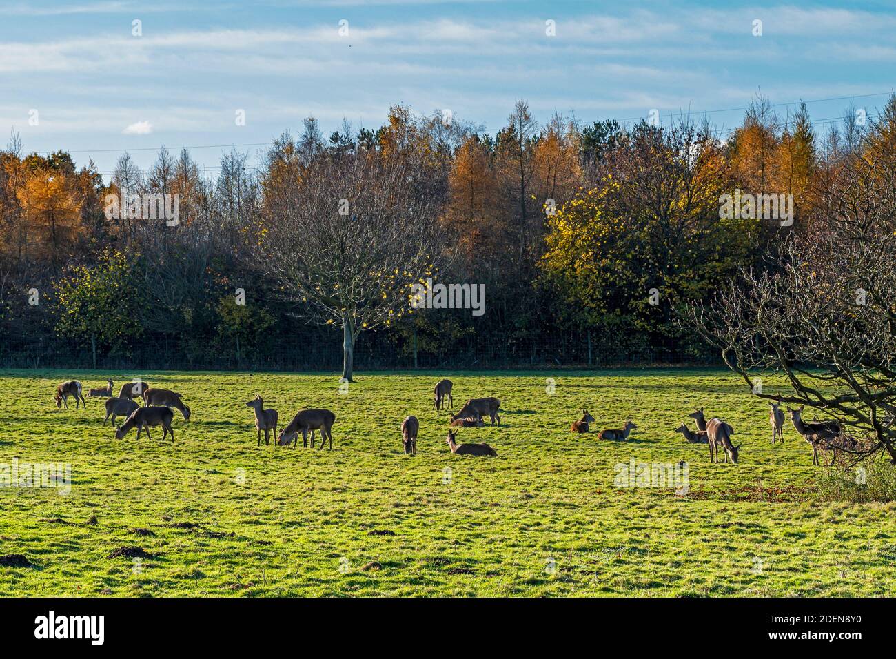 Cerf rouge Cervus elaphus, dans un champ vert, soutenu par des arbres avec un feuillage d'hiver coloré Banque D'Images