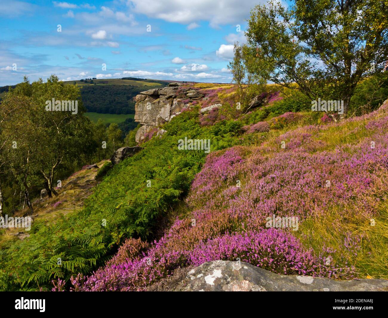 La bruyère de la fin de l'été sur Froggatt Edge un escarpement de pierre à aiguiser dans la région de Dark Peak du parc national de Peak District, à Derbyshire, Angleterre Royaume-Uni Banque D'Images