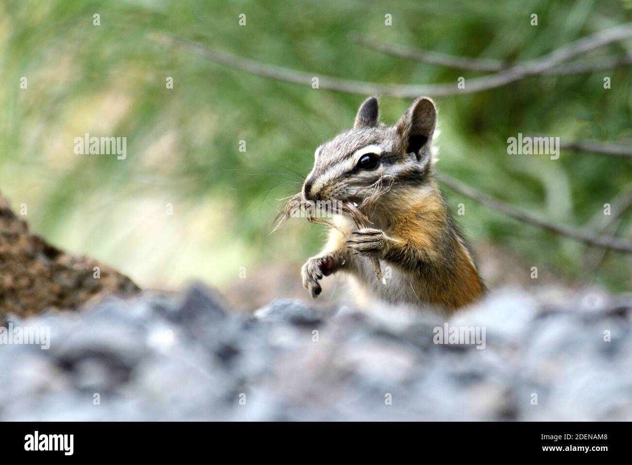 États-Unis, Oregon, Bend, Neotamias minimus, Mus Chipmunk Banque D'Images