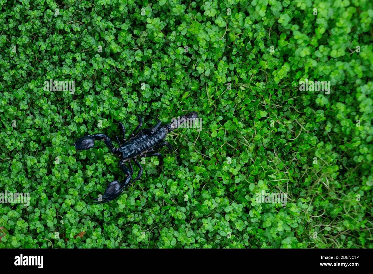 Scorpion dans l'herbe Banque D'Images