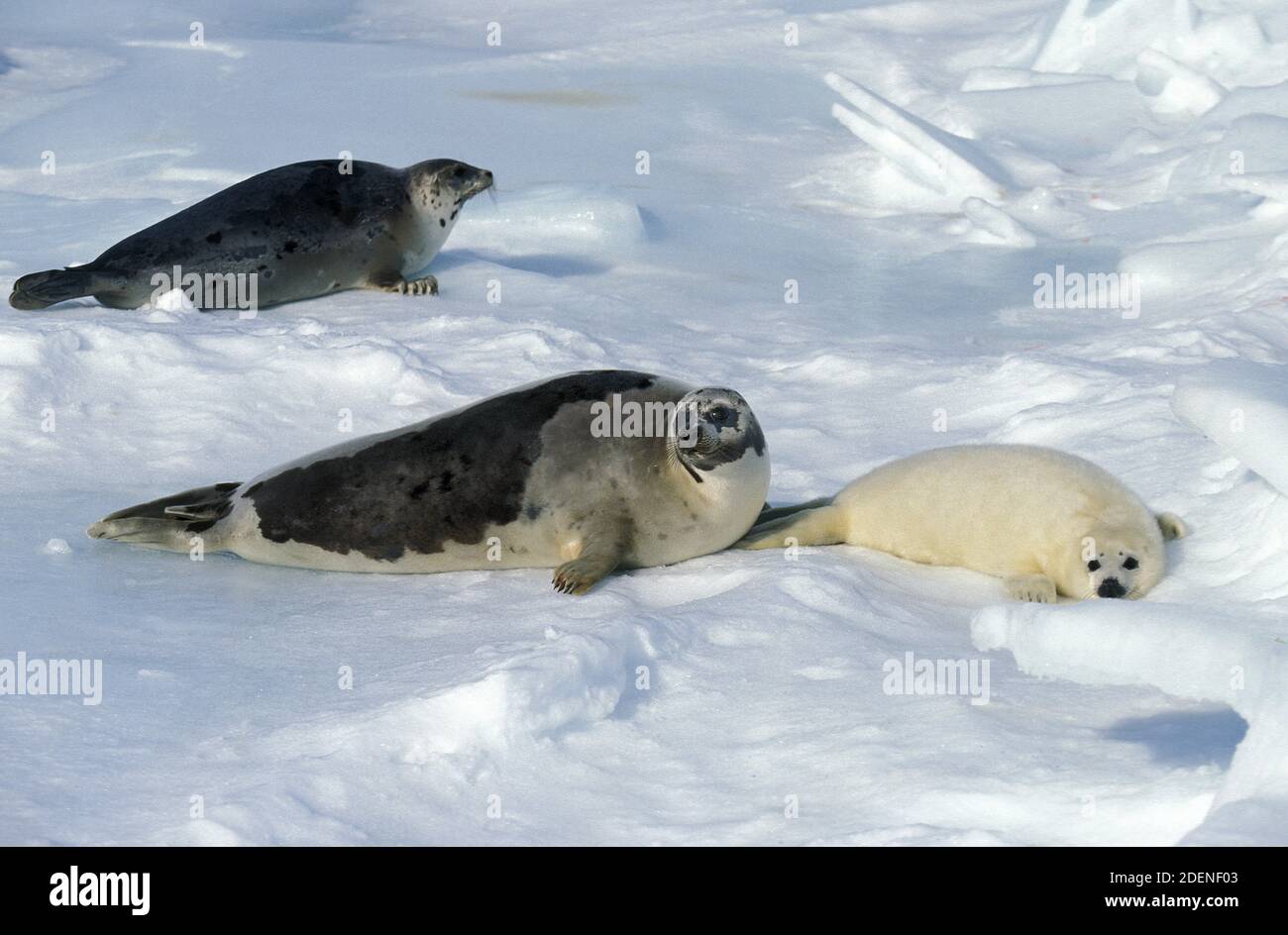 Phoque du Groenland, pagophilus groenlandicus, femelles avec Pup debout sur le champ de glace, île de Magdalena au Canada Banque D'Images