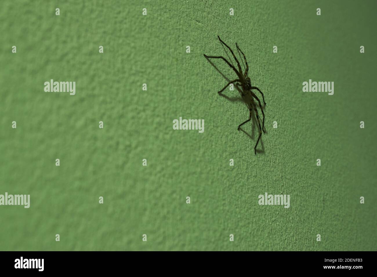 une énorme araignée huntsman commune rampant sur le mur de la maison la nuit Banque D'Images