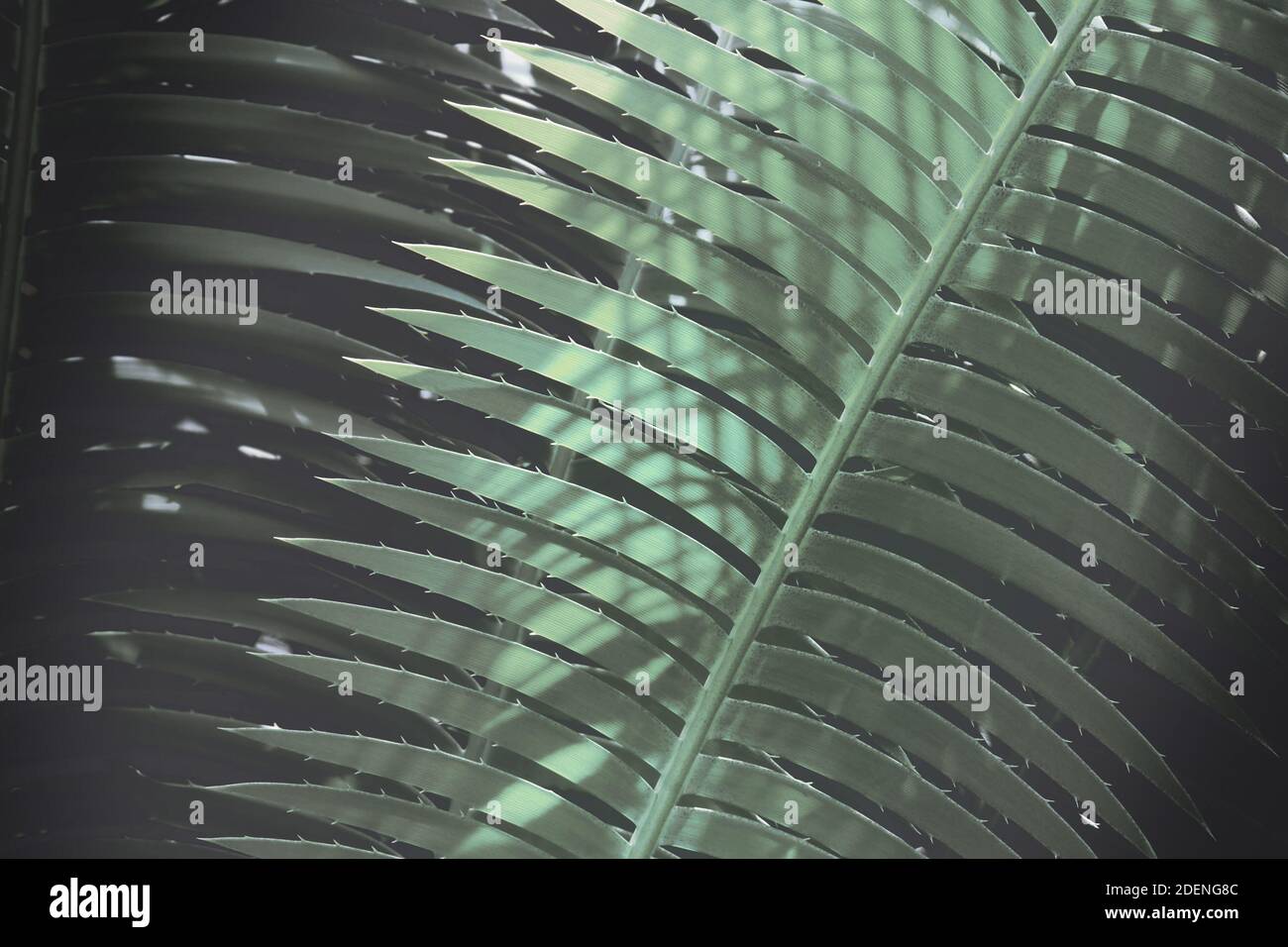Feuilles de l'arbre de Cycad en bleu foncé vert ton Couleur fond de motif naturel Banque D'Images