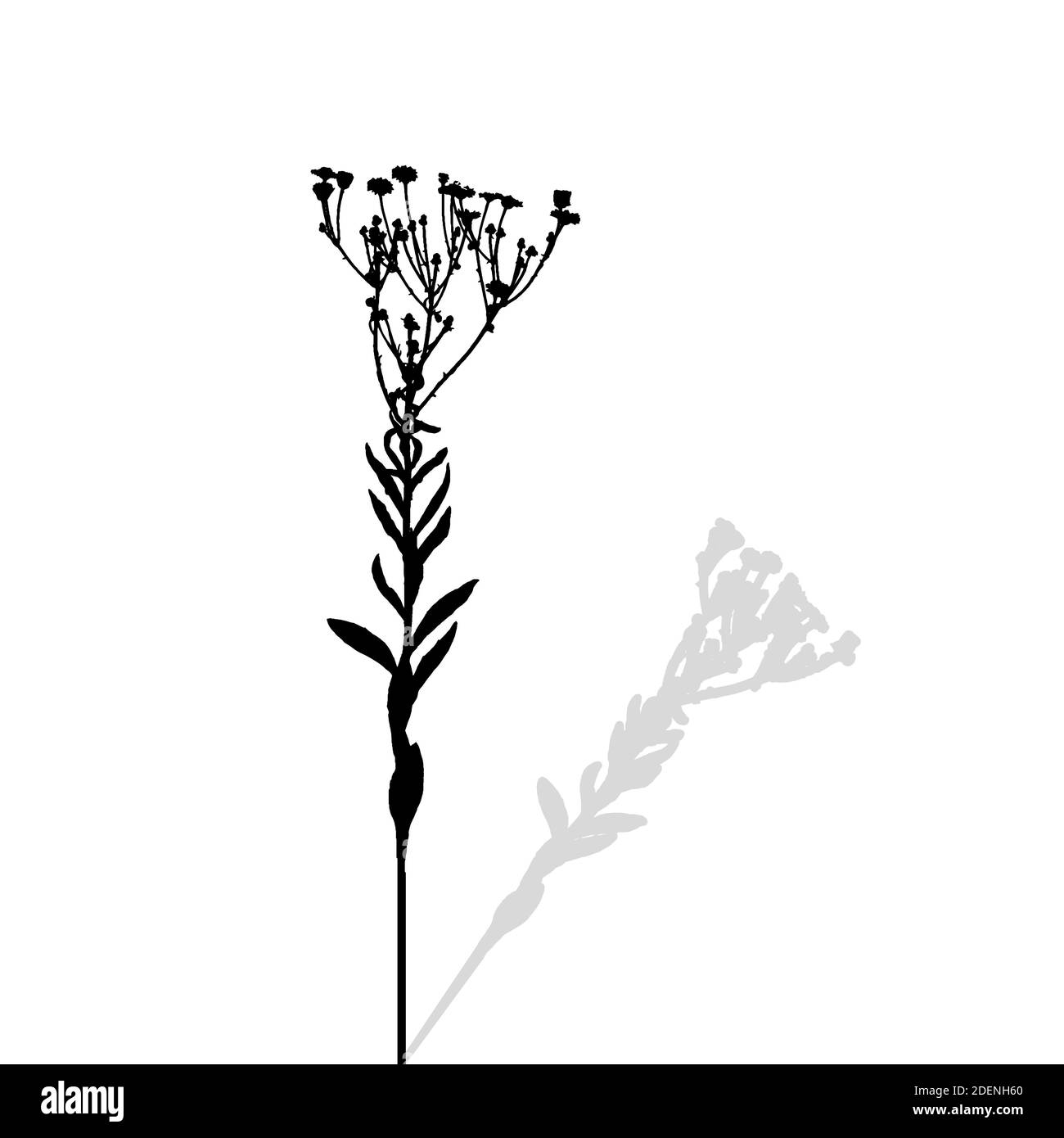 Silhouette de plantes. Illustration. Banque D'Images