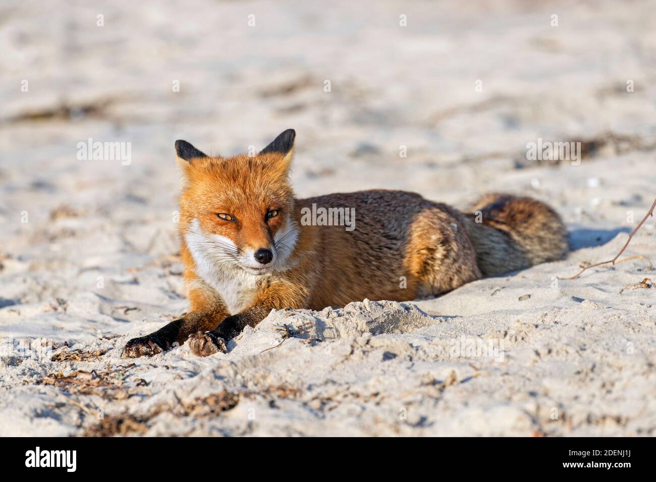 Renard roux (Vulpes vulpes) se reposer sur une plage de sable le long de la côte Banque D'Images