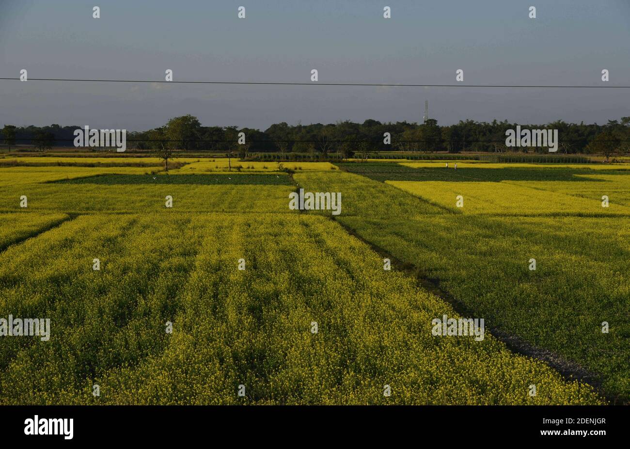 1 décembre 2020, Guwahati, Assam, Inde: Une vue de l'usine d'huile de moutarde nouvellement cultivée comme agriculteurs dans différentes parties de l'Inde proteste contre la nouvelle loi sur les agriculteurs dans le district de Barpeta d'Assam Inde le mardi 1er décembre 2020. (Image de crédit : © Dasarath Deka/ZUMA Wire) Banque D'Images