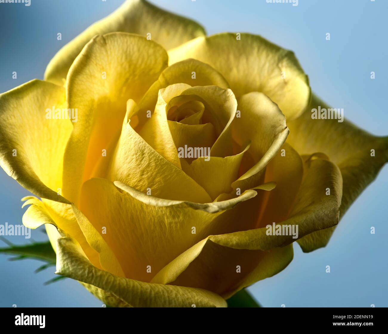 Gros plan d'une rose jaune sur un fond bleu pâle Banque D'Images