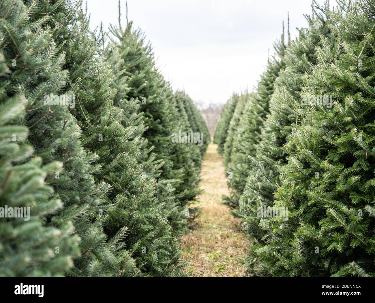 Arbres de Noël dans une rangée à la ferme d'arbres locale. Banque D'Images