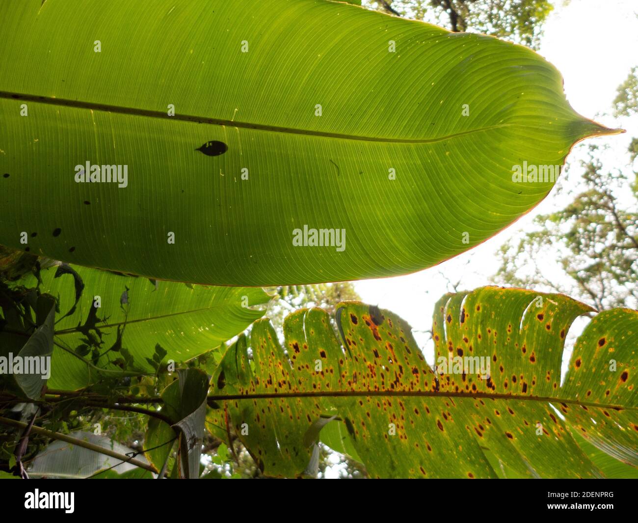 Randonnée dans la forêt tropicale du Costa Rica. Tout est vert. Les feuilles et fougères de différentes plantes peuvent être vues sur le sol. Banque D'Images