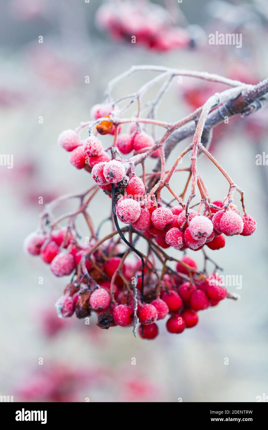 Baies d'arbre rowan rouge vif sur un beau jour d'hiver Banque D'Images