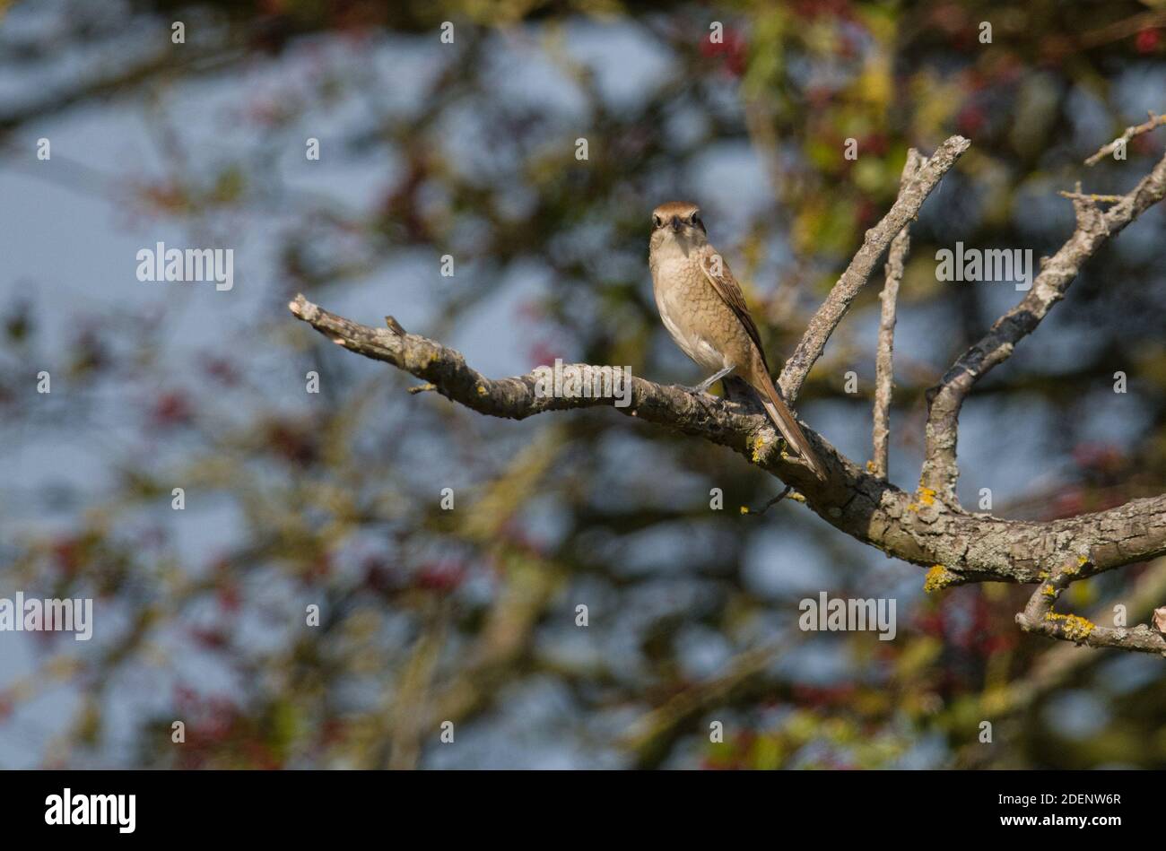 Brown Shrike, Warham Green, Norfolk Banque D'Images