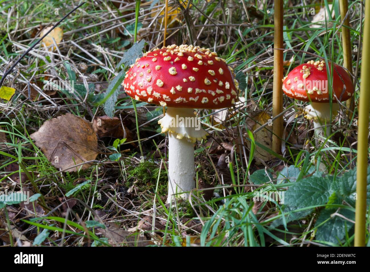 Fly agaric, Foxley Wood, Norfolk Banque D'Images