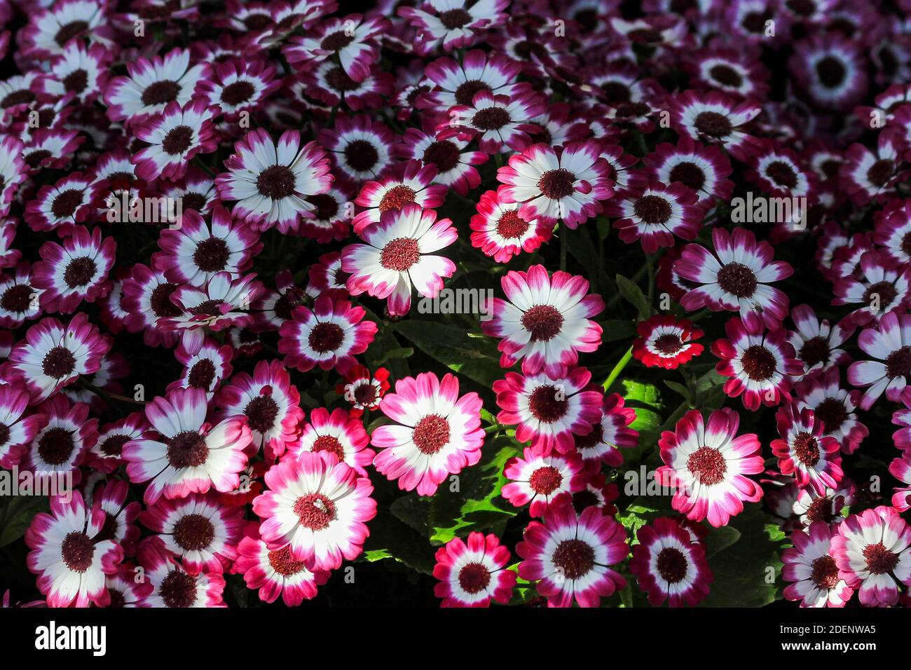 Fleurs de camomille de couleur blanche bordeaux aux États-Unis Banque D'Images