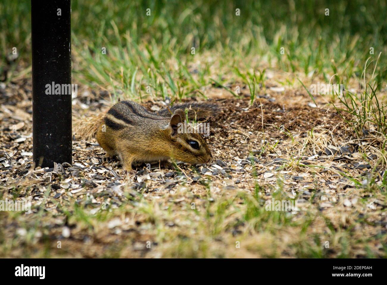 Chipmunk nord-américain explorant la cour au début du printemps et en mangeant graine d'oiseau tombée Banque D'Images