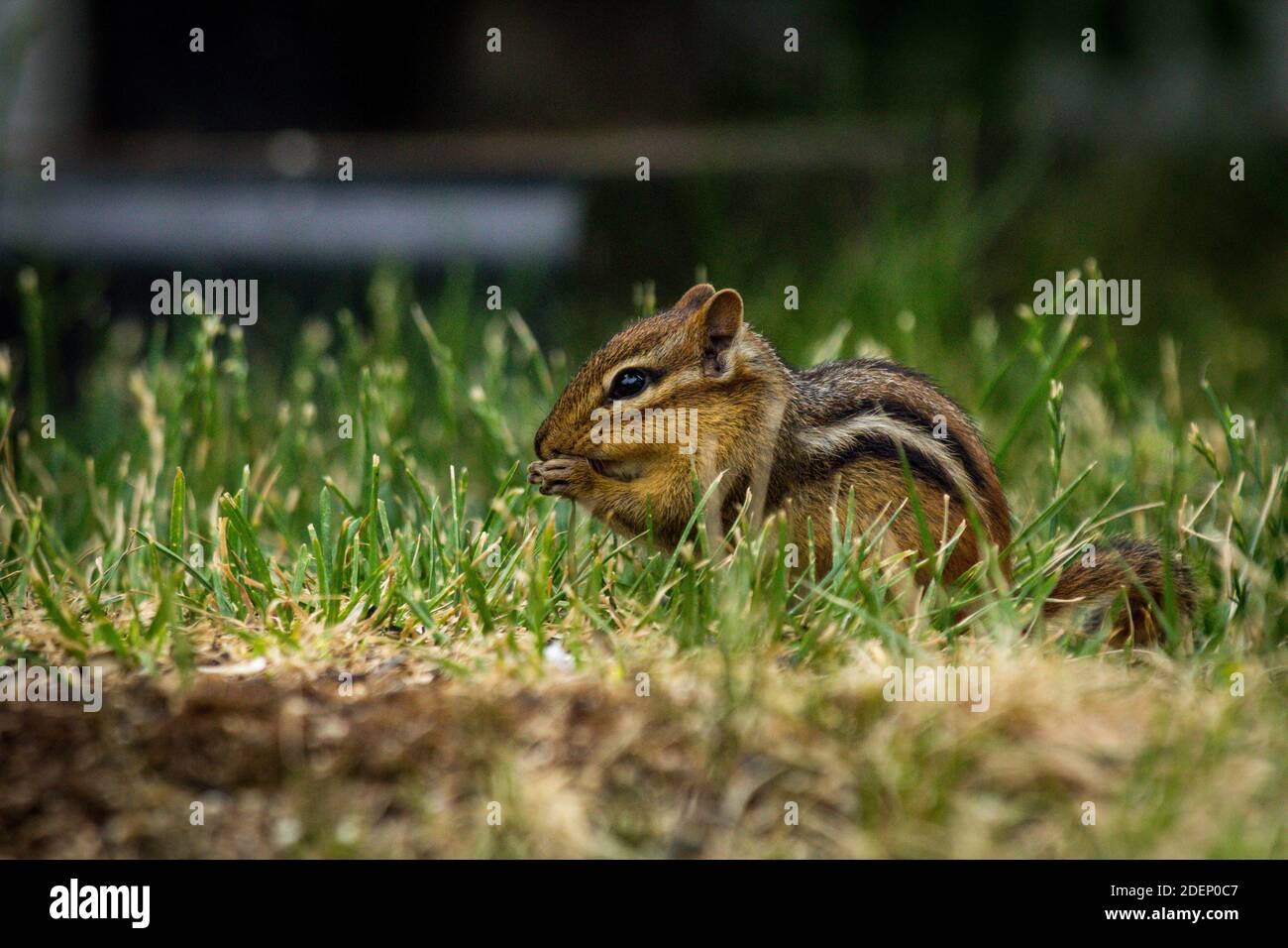 Chipmunk nord-américain explorant la cour au début du printemps et en mangeant graine d'oiseau tombée Banque D'Images