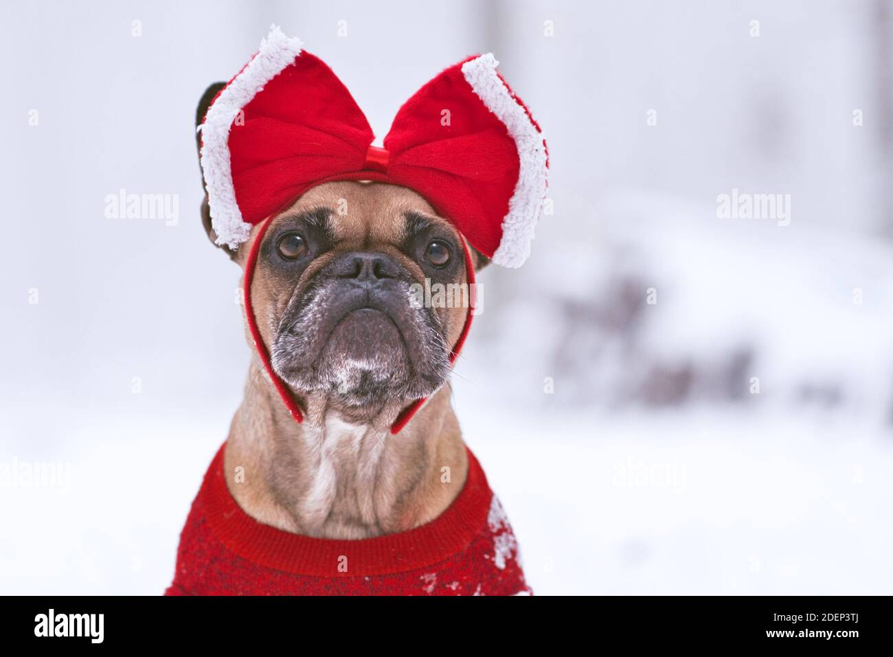 Fauve French Bulldog portant un chandail rouge et un ruban de Noël tête devant un fond de neige flou Banque D'Images