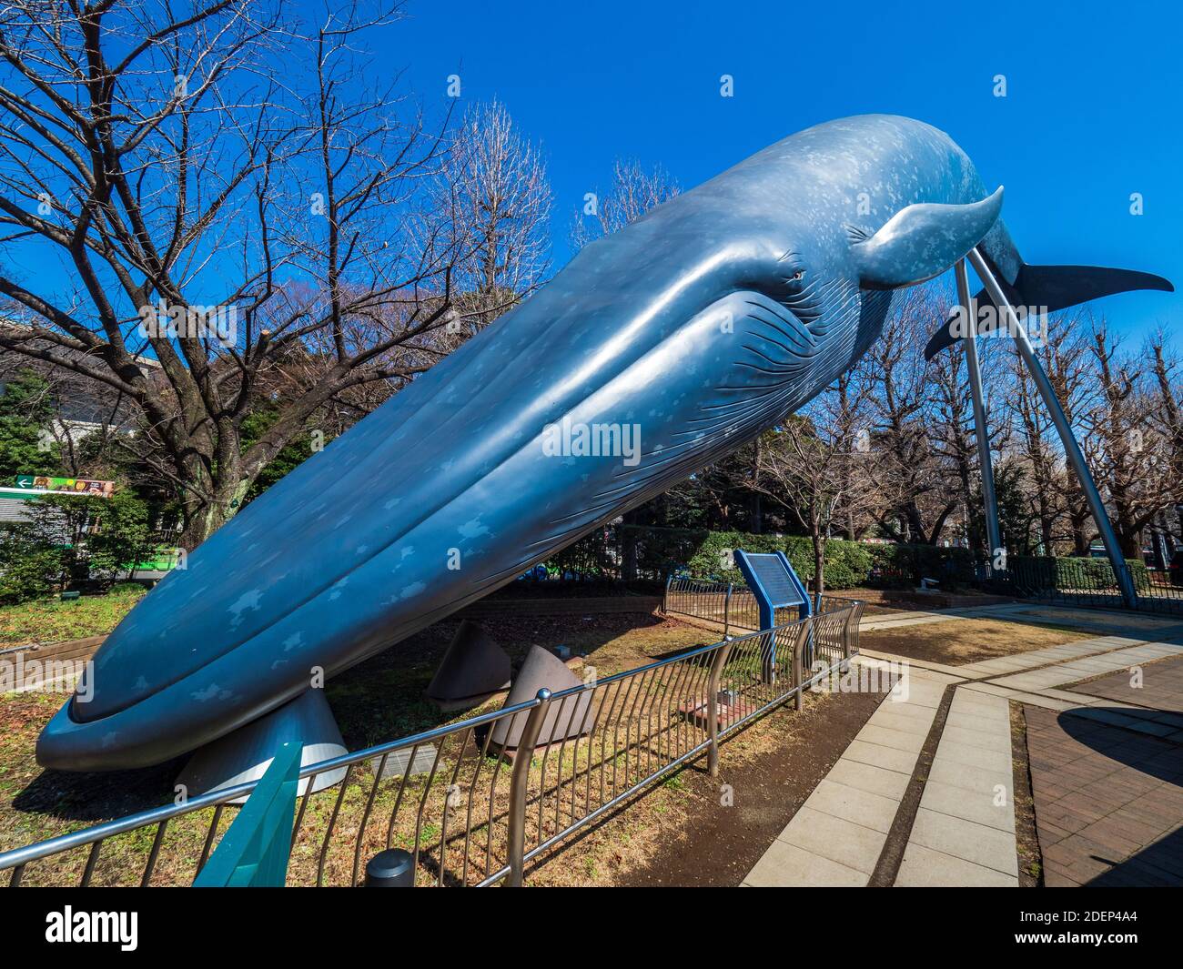 Modèle de baleine bleue LifeSize devant le Musée national de la nature et des sciences Parc Ueno Tokyo. Banque D'Images
