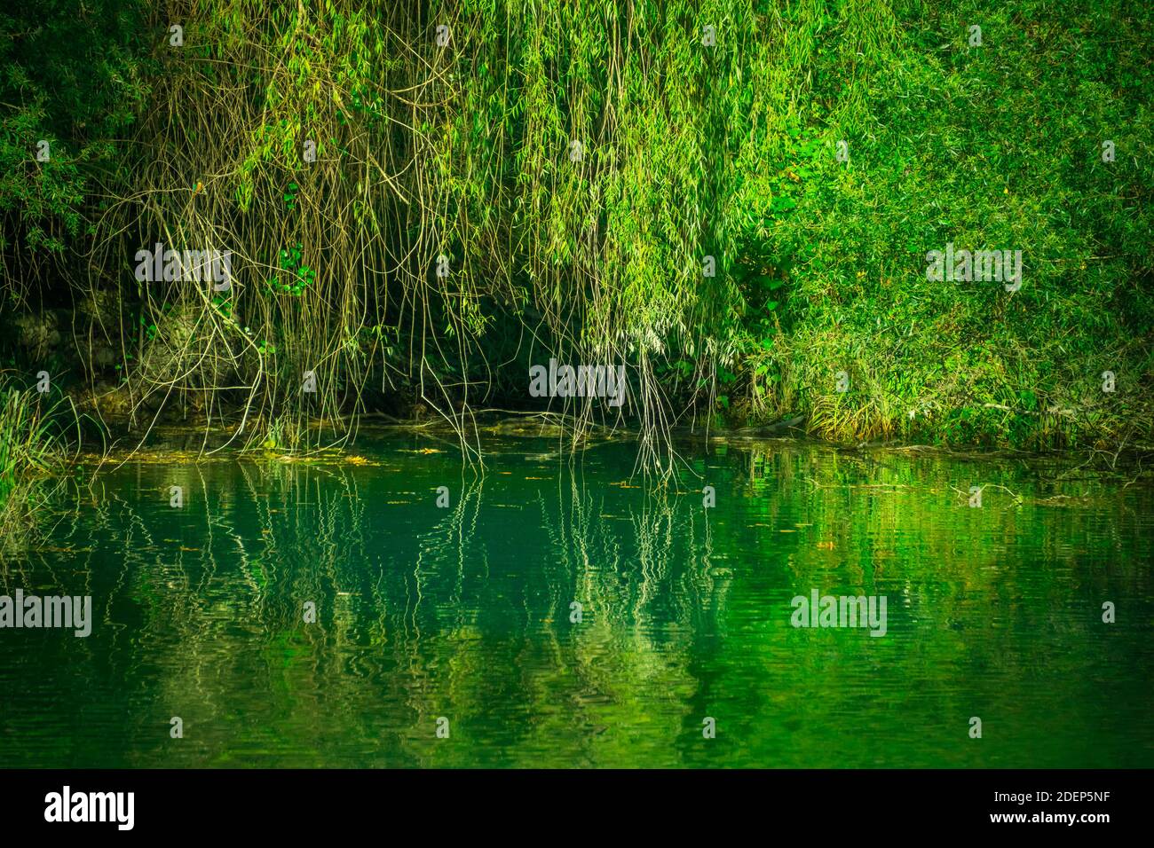 Lac forestier et arbres. Arrière-plan atmosphérique. Banque D'Images